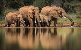 Elephants in Harmony
