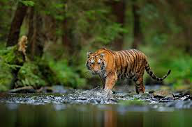 Tiger in the Wild